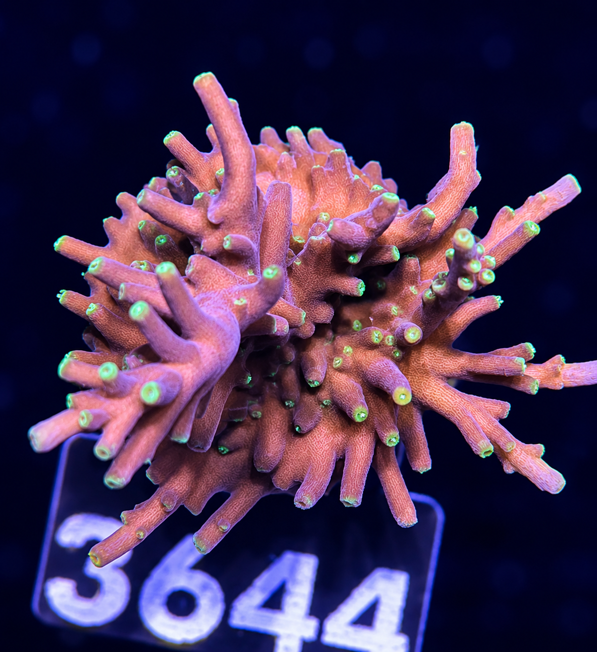 FMC Acropora carduus