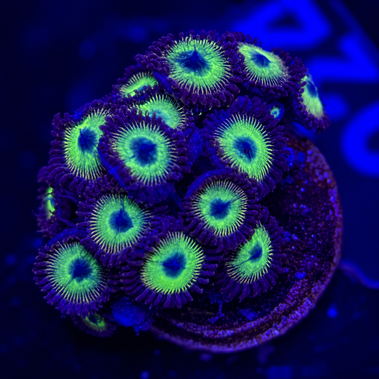 FMC Zoanthus Mean Green