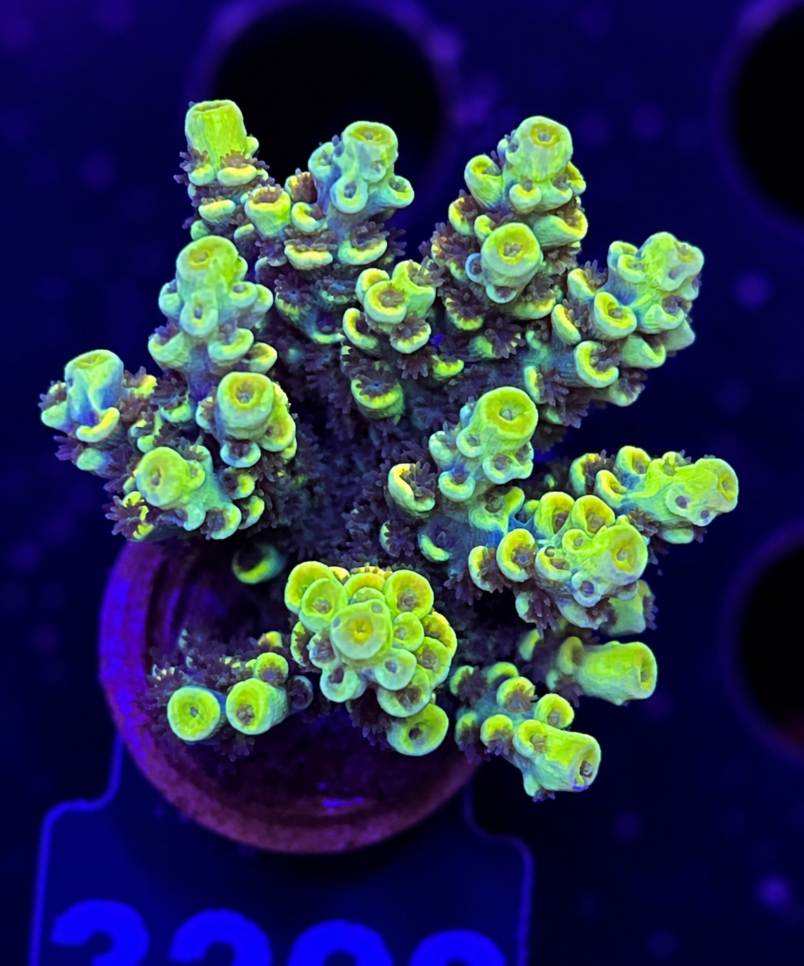 FMC Acropora tenuis yellow