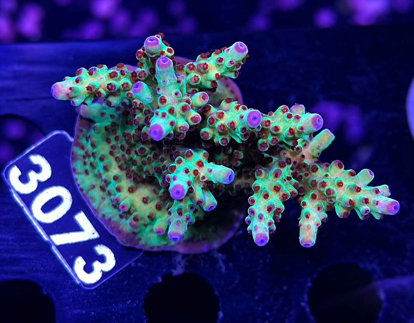FMC Acropora insignis Jungle Orchid
