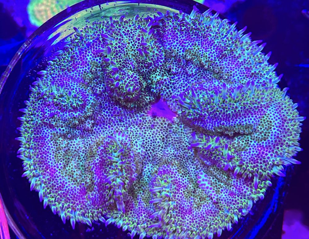 FMC Stichodactyla tapetum