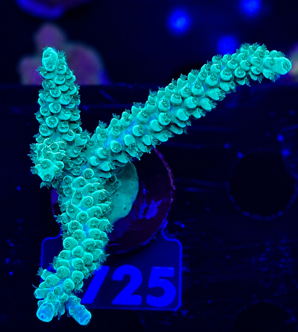 FMC Acropora staghorn green