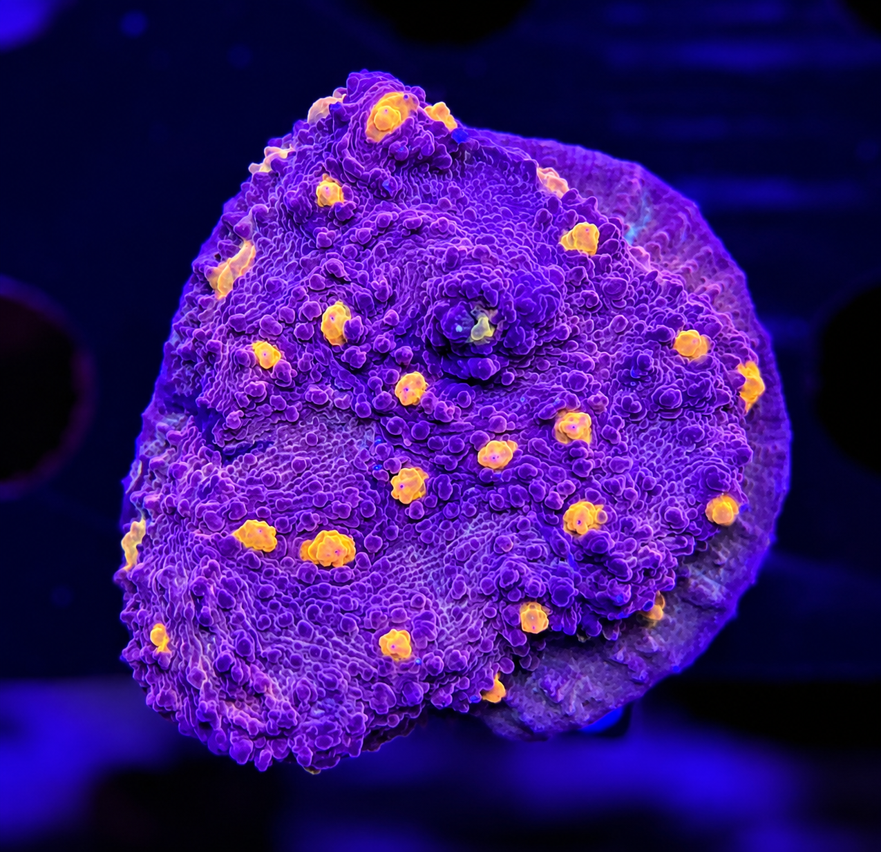 FMC Chalice red orange eyes