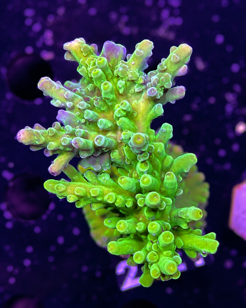 SciReef Acropora austera Grade 1 Twin