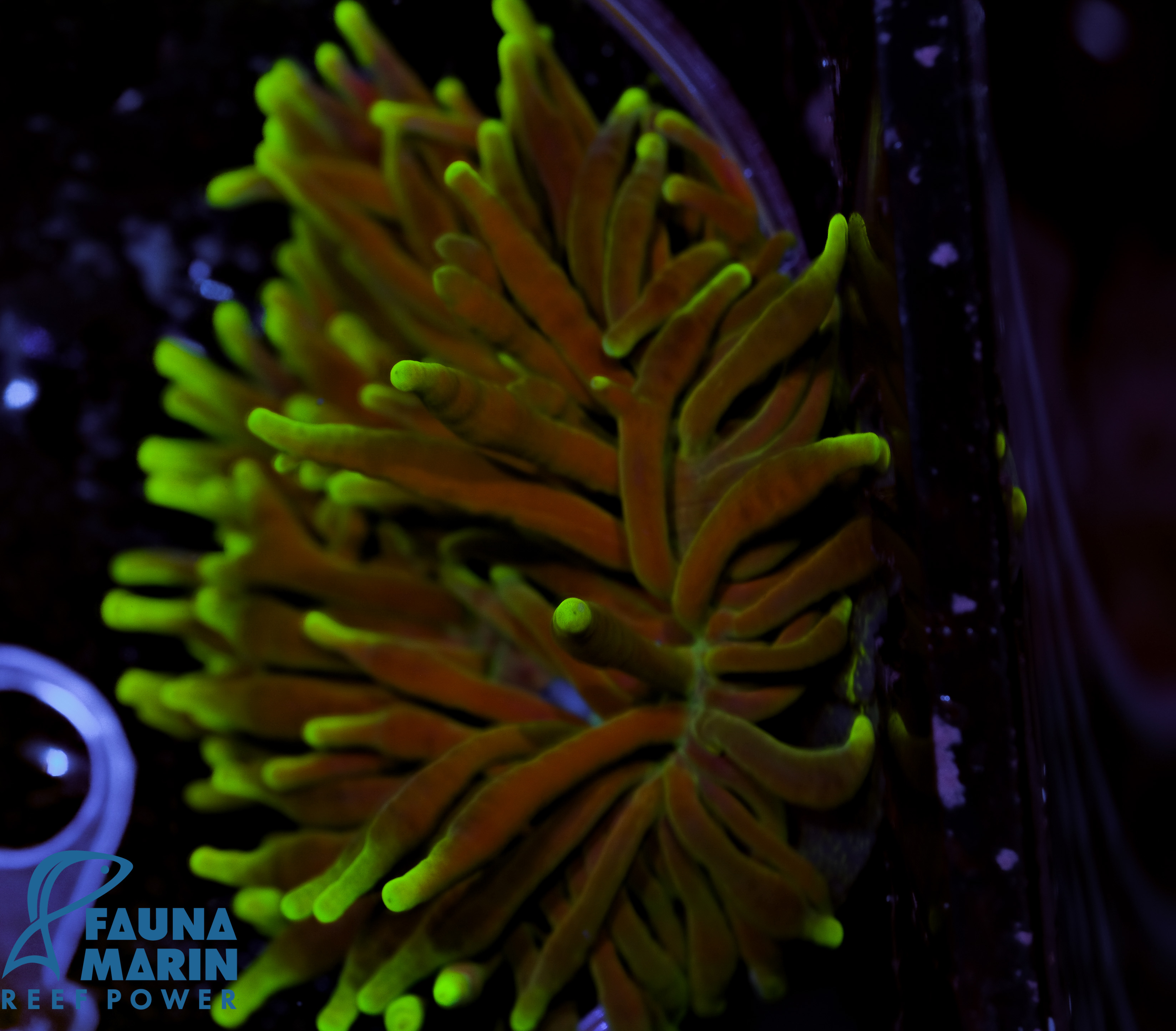 FMC Entacmaea quadricolor Green V