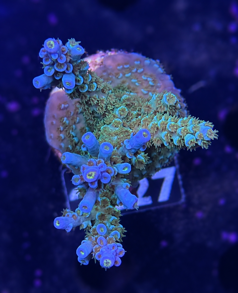 SciReef Acropora kenti Grade 1 Twin