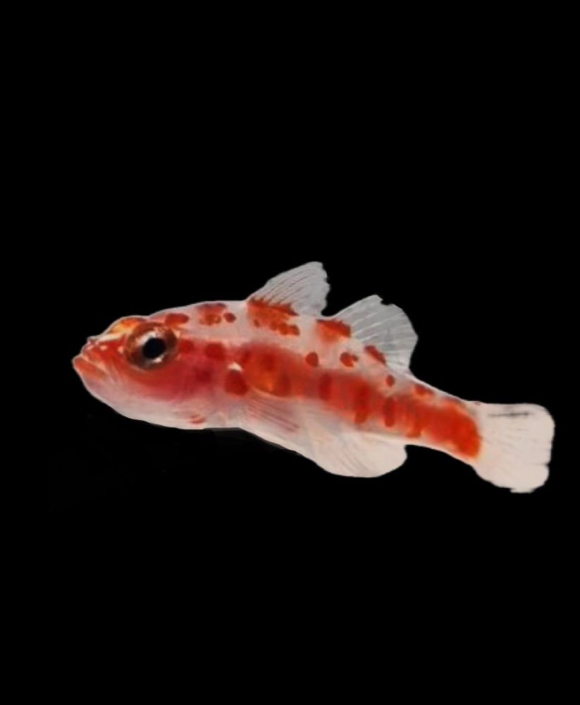 Trimma rubromaculatum - Rotflecken Zwerggrundel