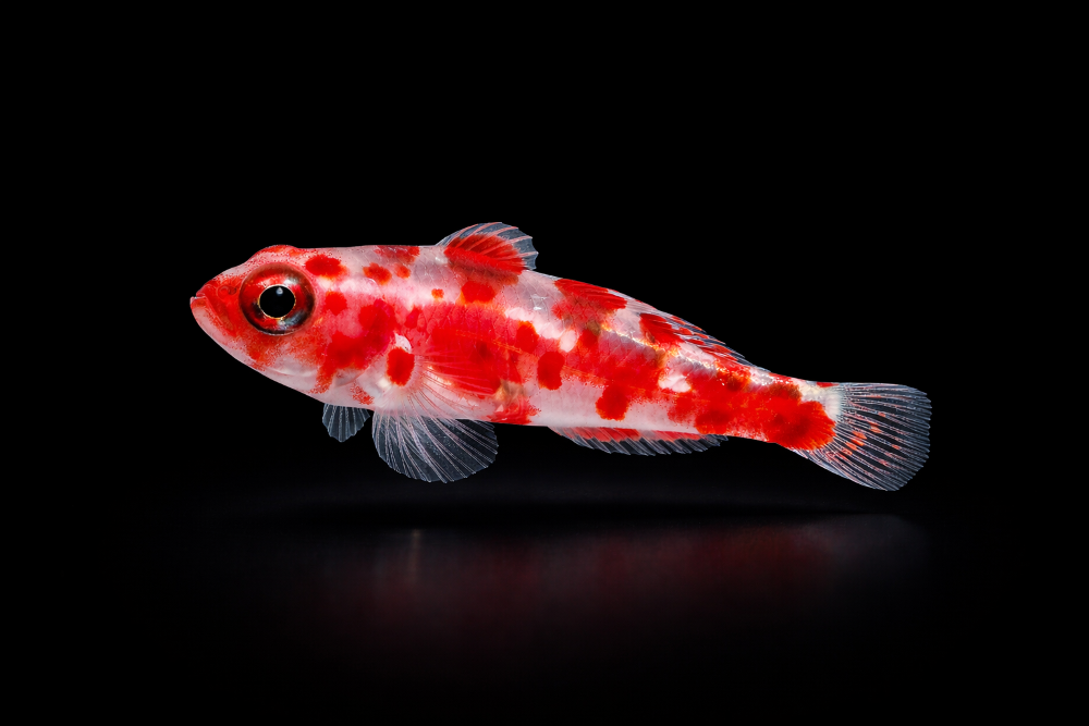 Trimma rubromaculatum - Rotflecken Zwerggrundel