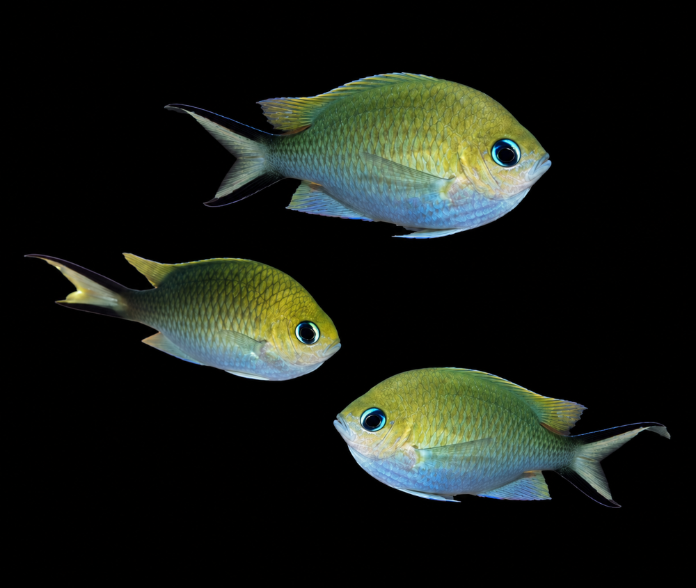 Chromis ternatensis - Ternate-Schwalbenschwänzchen