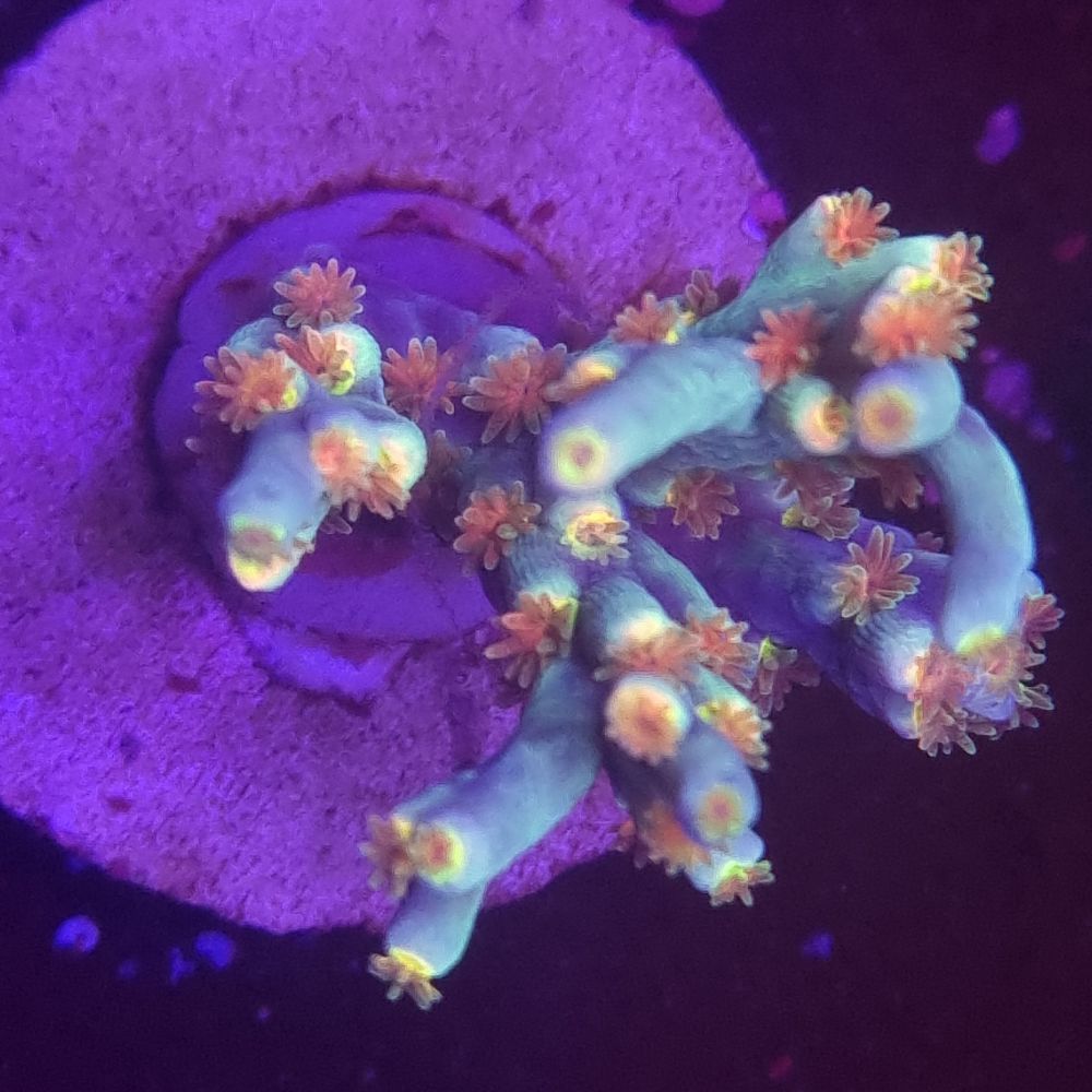 FMC Acropora speciosa