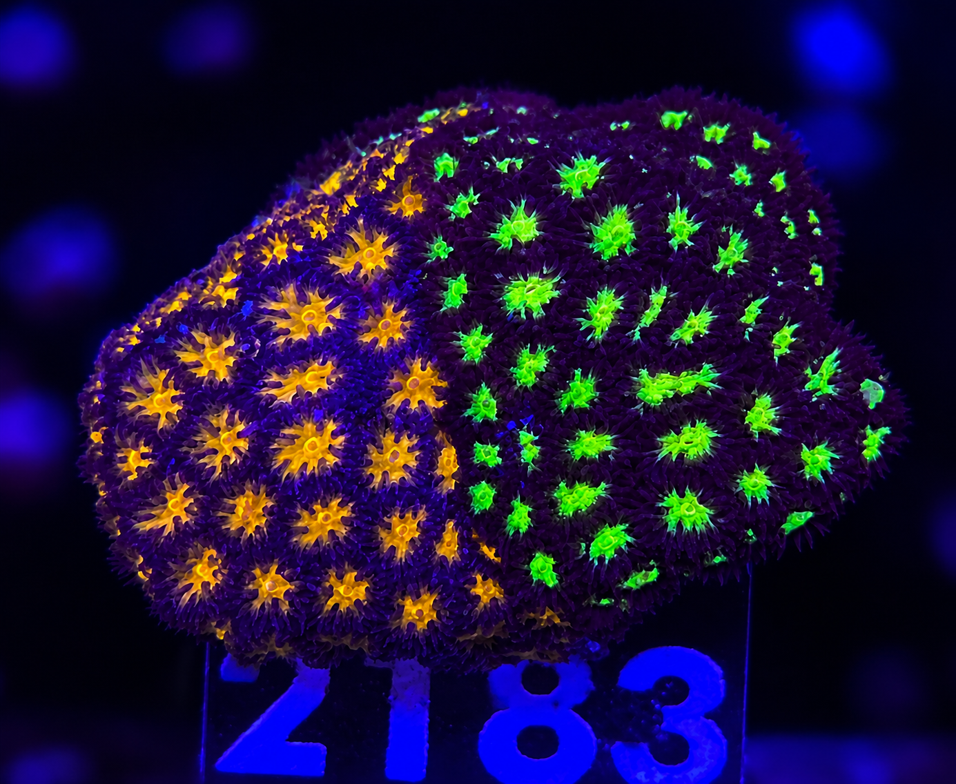 FMC Leptastrea Glowworm vs orange