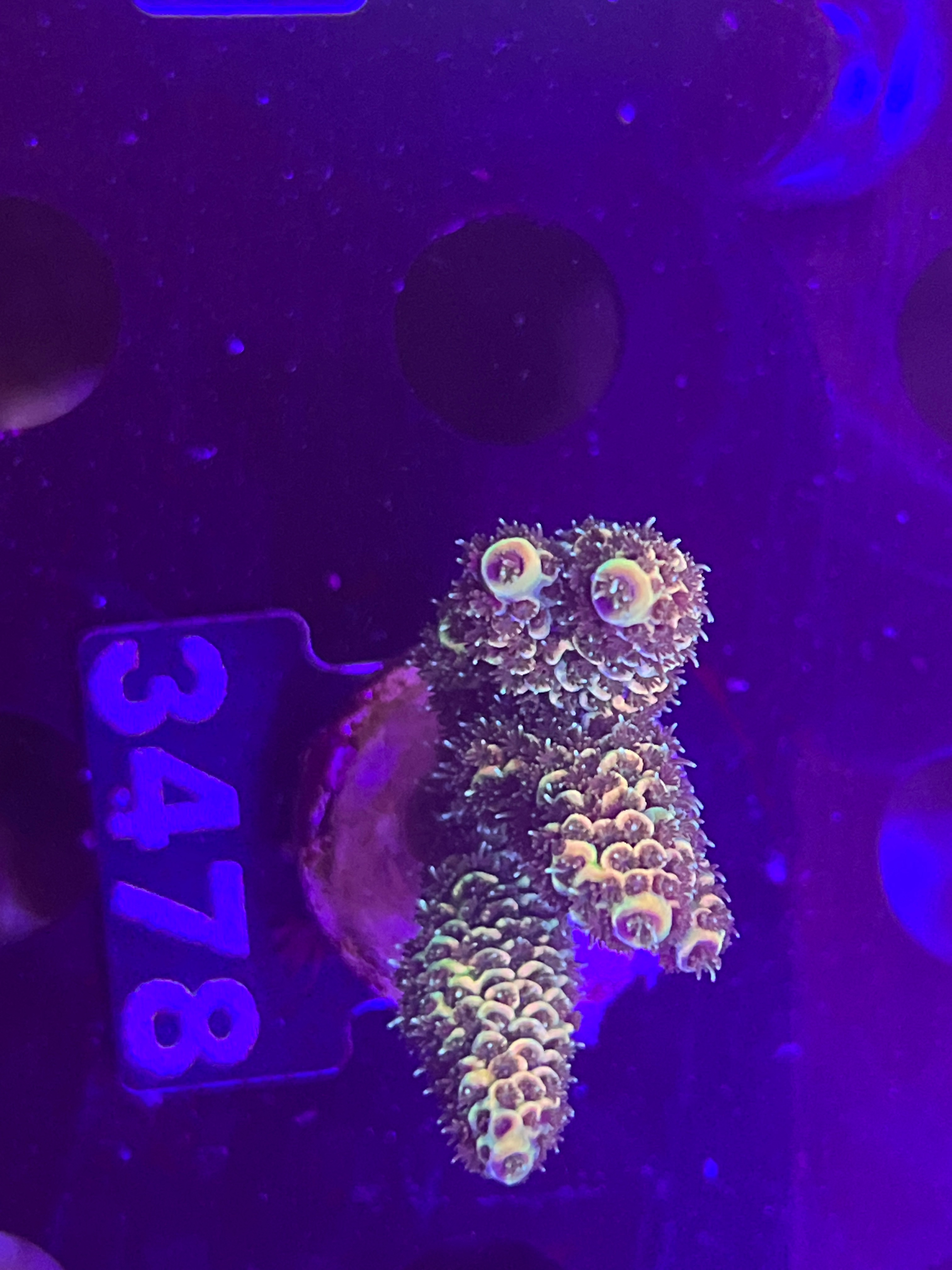 FMC Acropora millepora