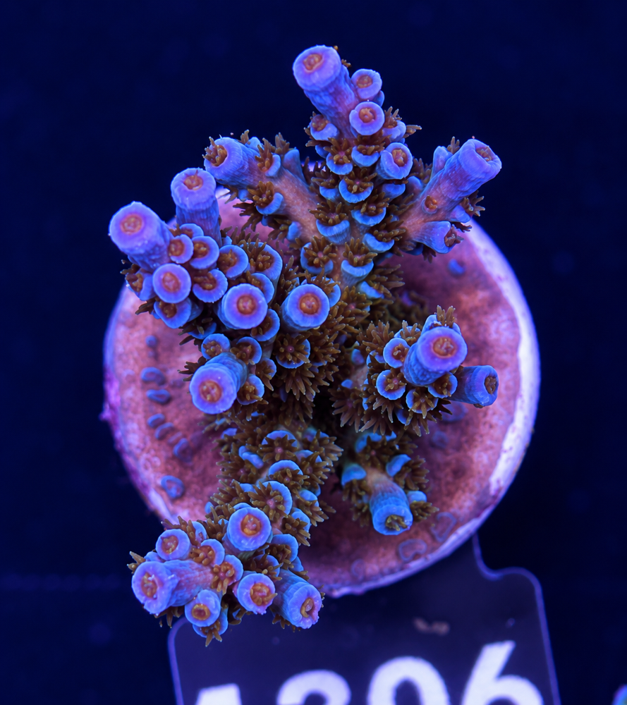SciReef Acropora kenti Grade 1 Twin