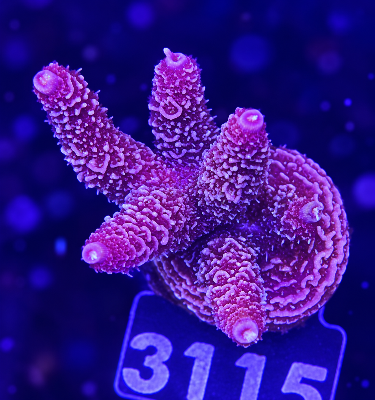 FMC Acropora millepora
