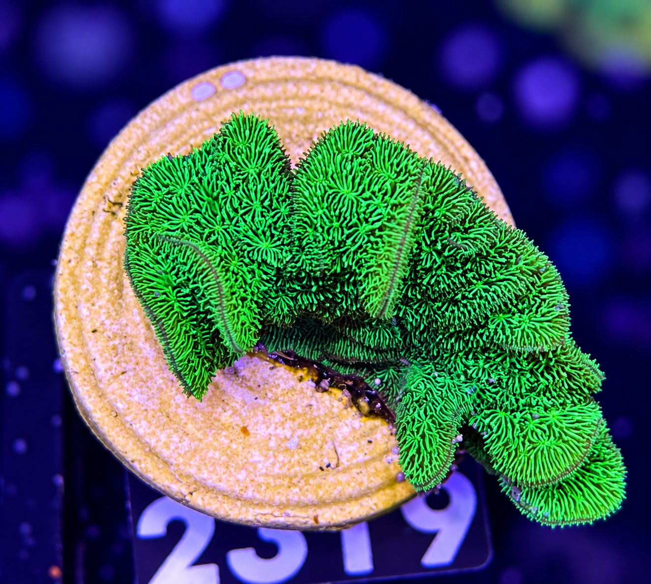 FMC Pavona decussata green V