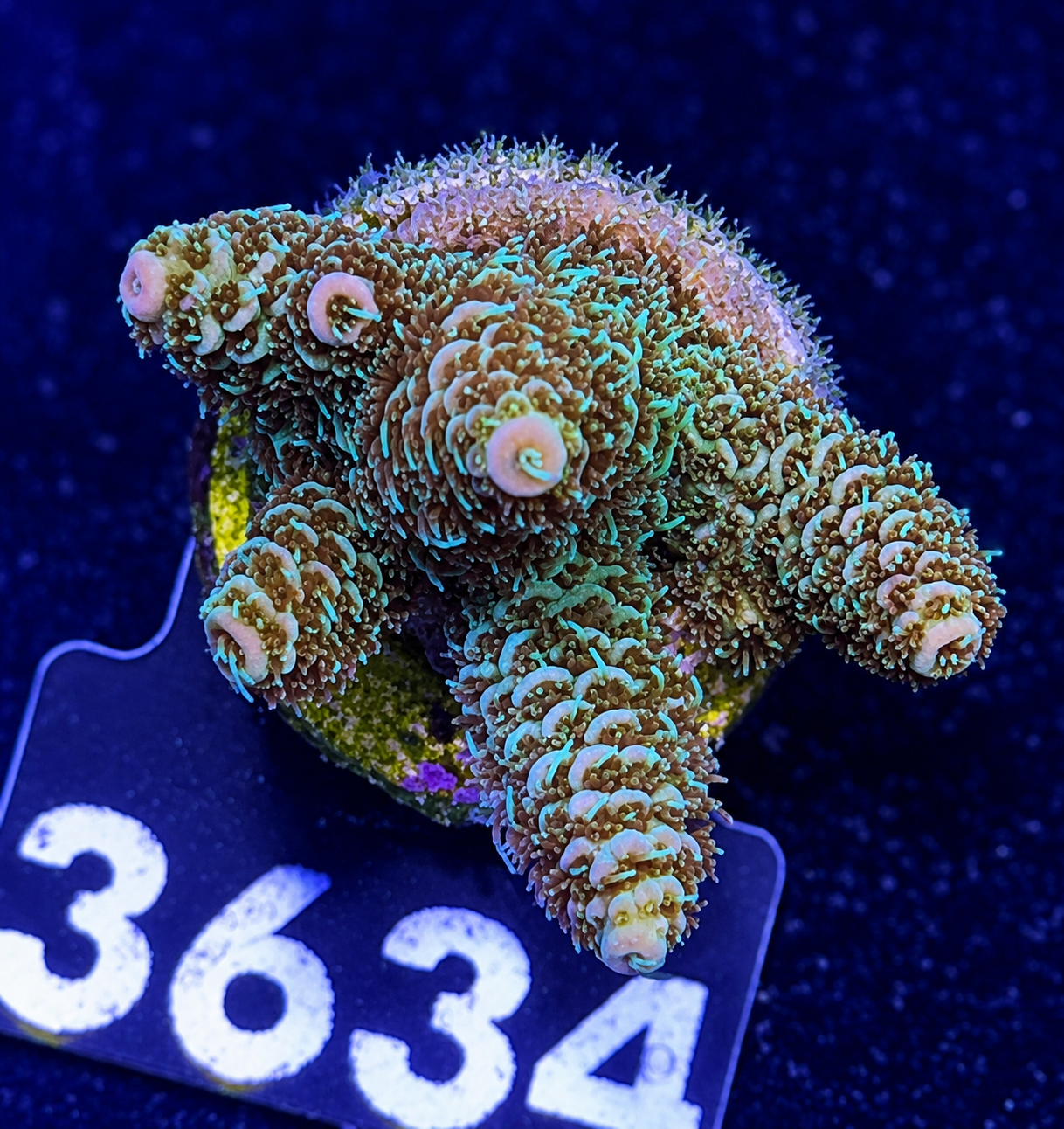 FMC Acropora millepora