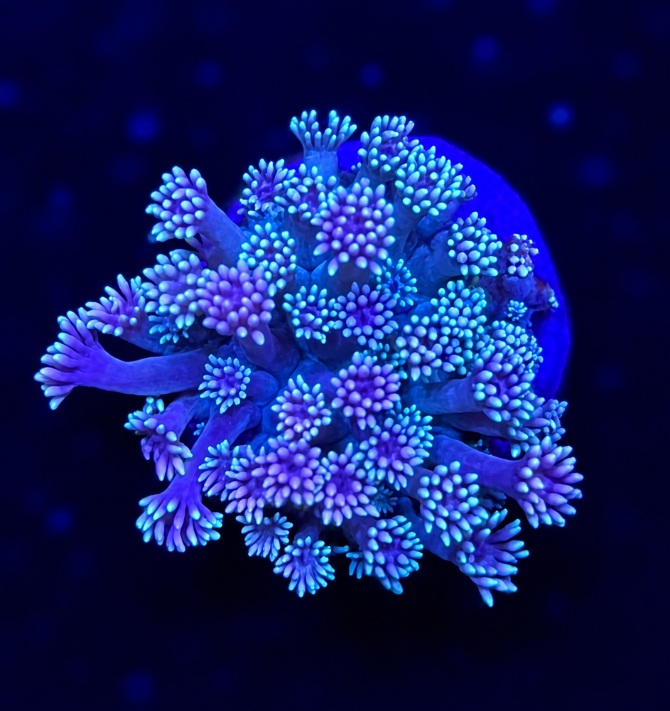 FMC Goniopora light pastell V