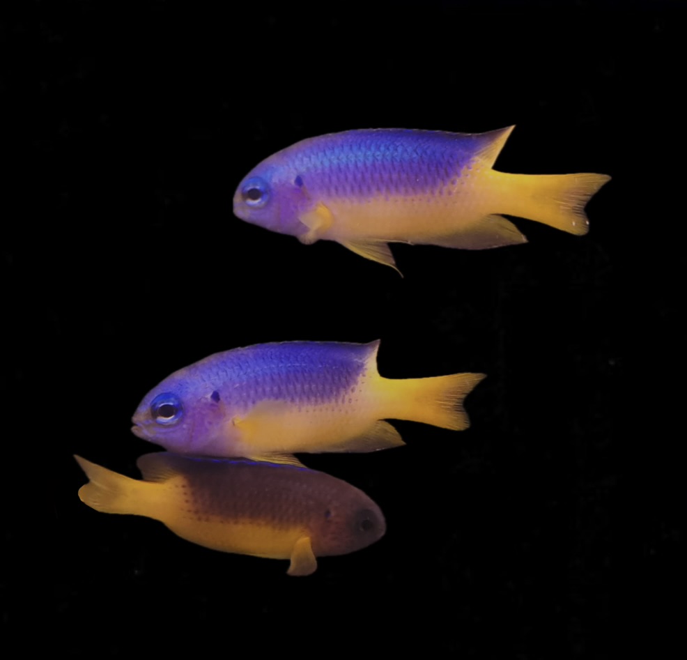 Pomacentrus auriventris - Goldbauch Demoiselle