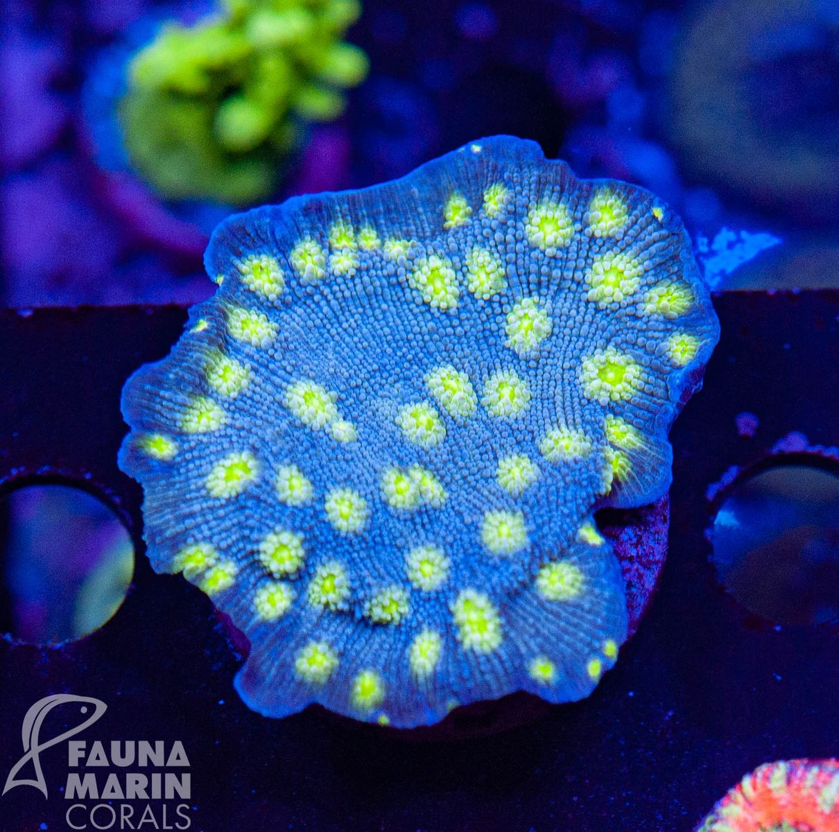 FMC Echinopora lamellosa Hollywood Stunner