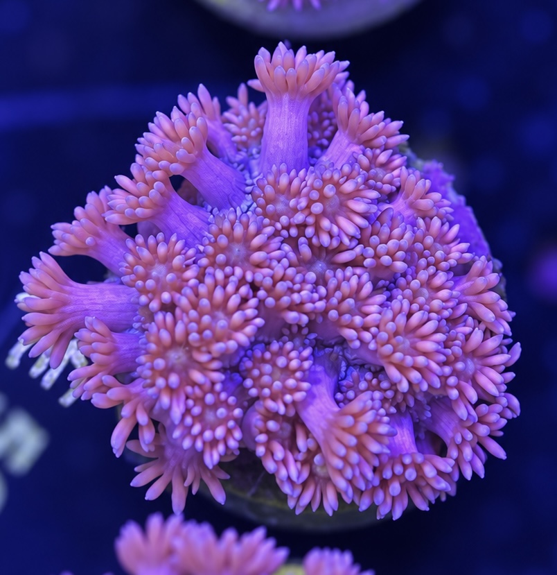 FMC Goniopora Pink