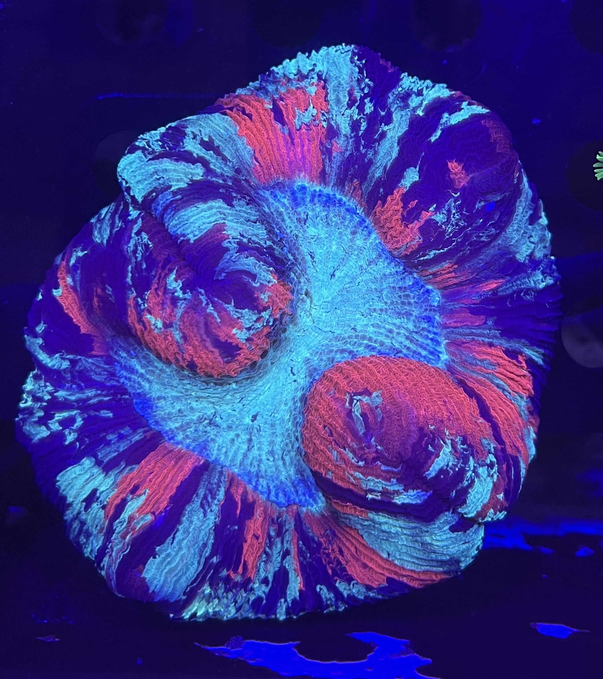 FMC Trachyphyllia orange ring