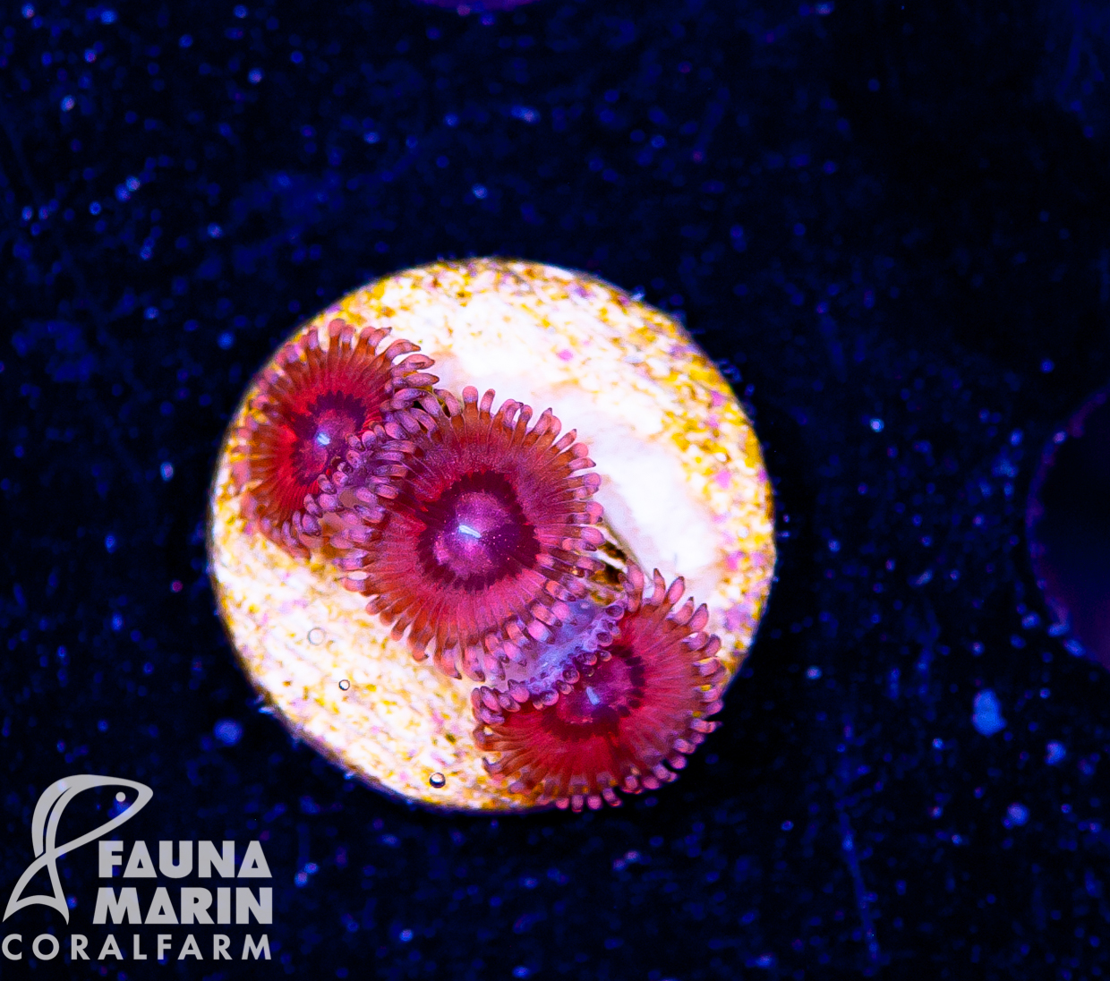 FMC Zoanthus Pink Sakura 3-4 Polypen V