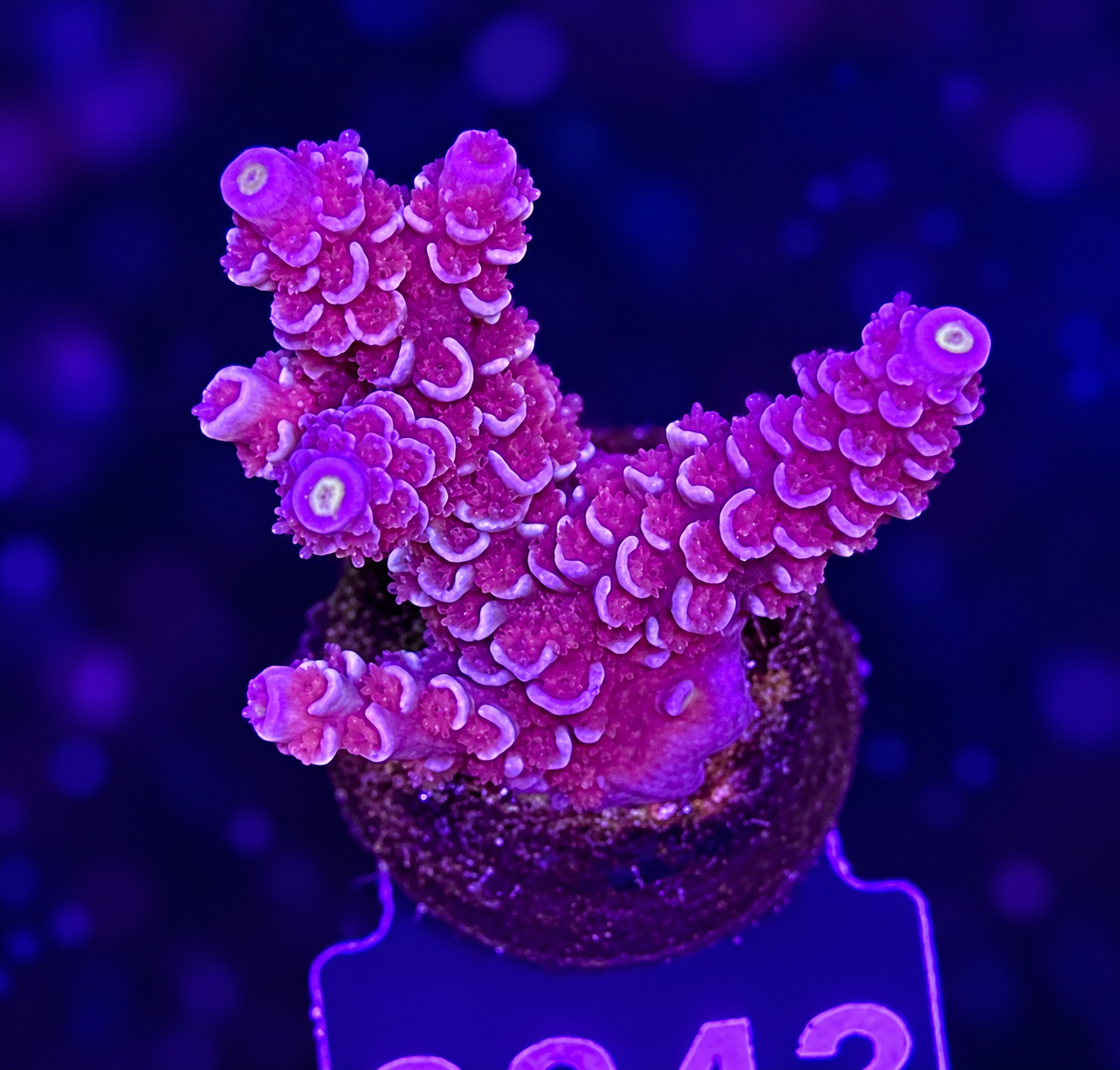 FMC Acropora tenuis pink