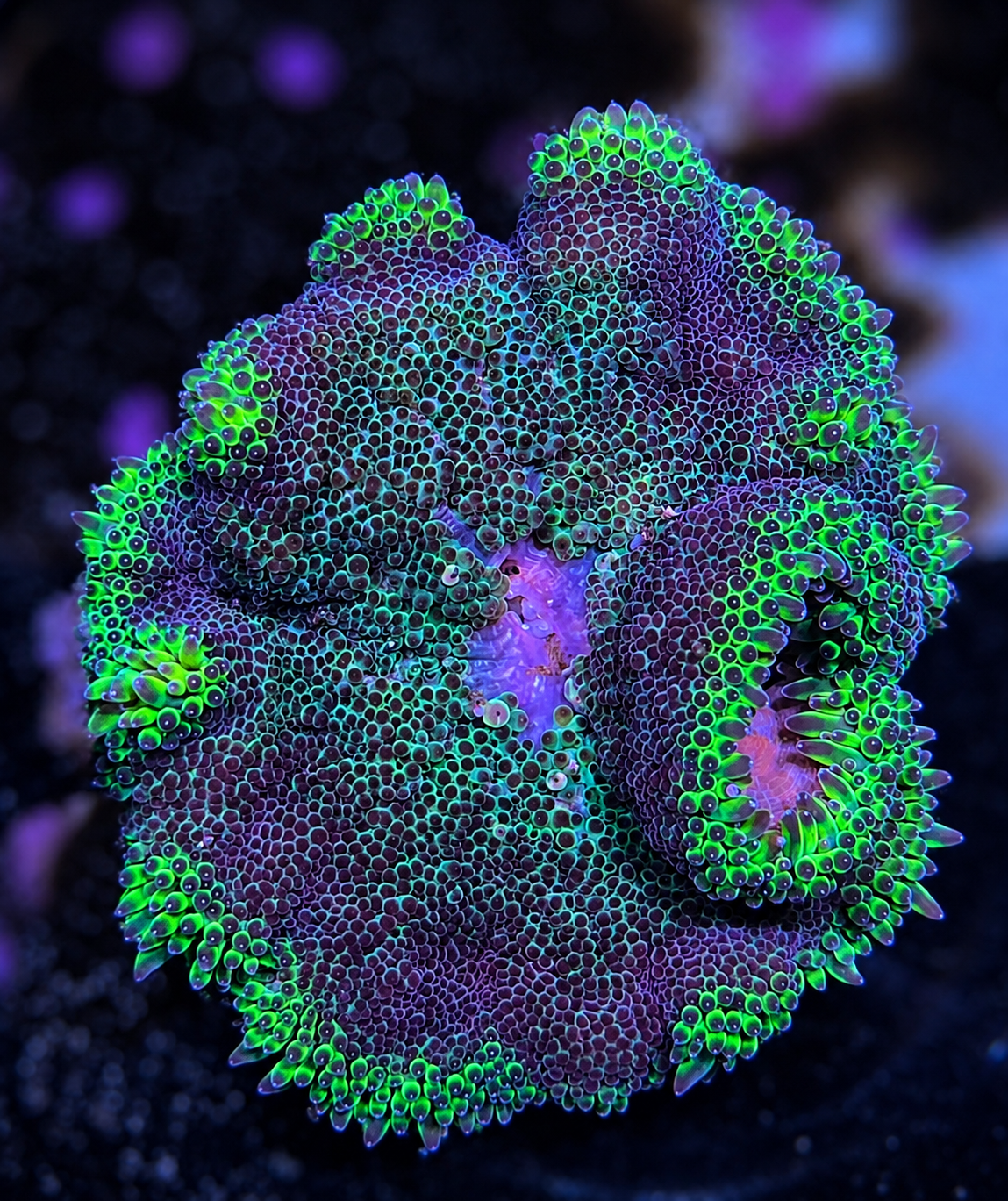 FMC Stichodactyla tapetum