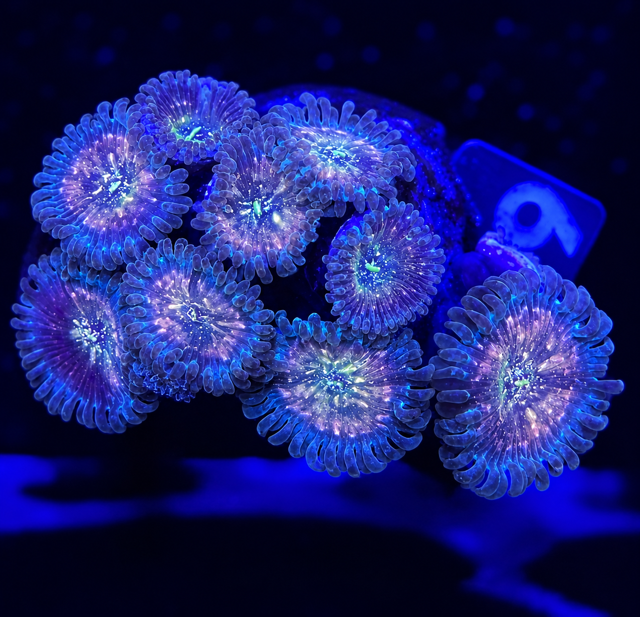 FMC Zoanthus Hawaiian People Eater