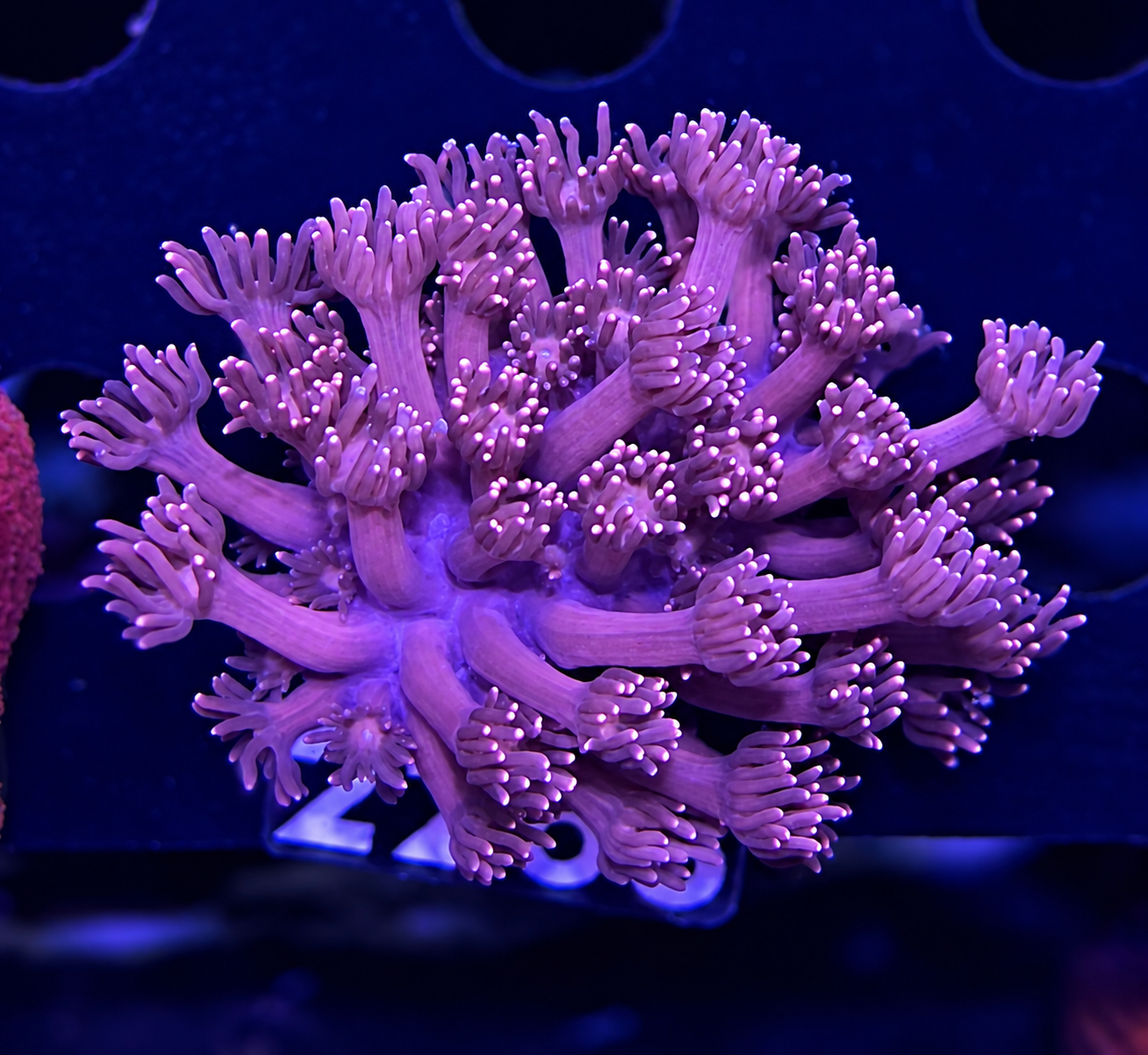 FMC Goniopora light tips