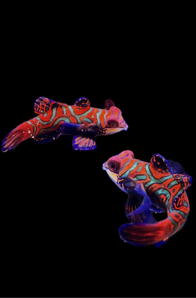 Synchiropus splendidus - Mandarinfisch 3-5 cm !Weibchen!