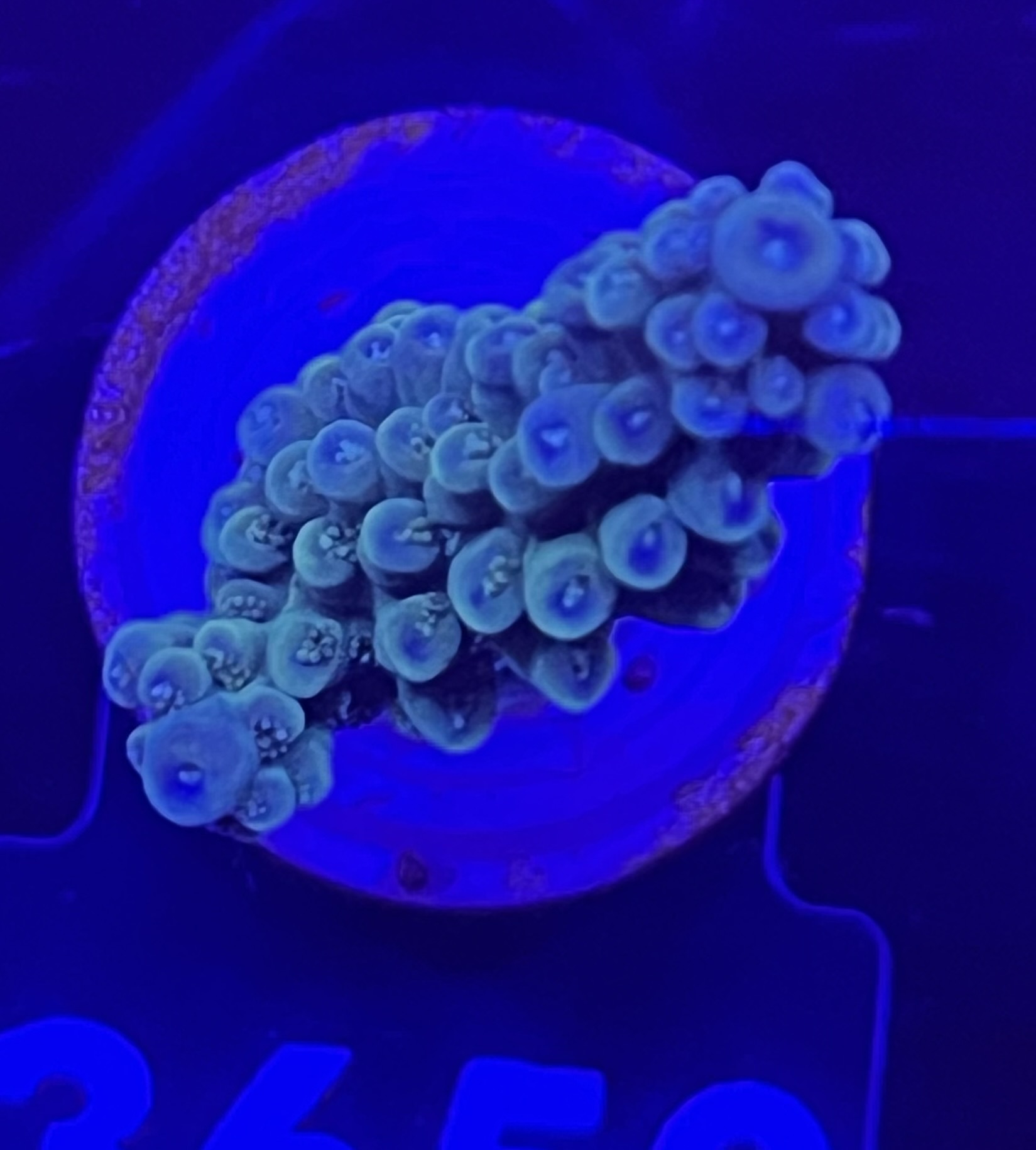 FMC Acropora formosa blue green