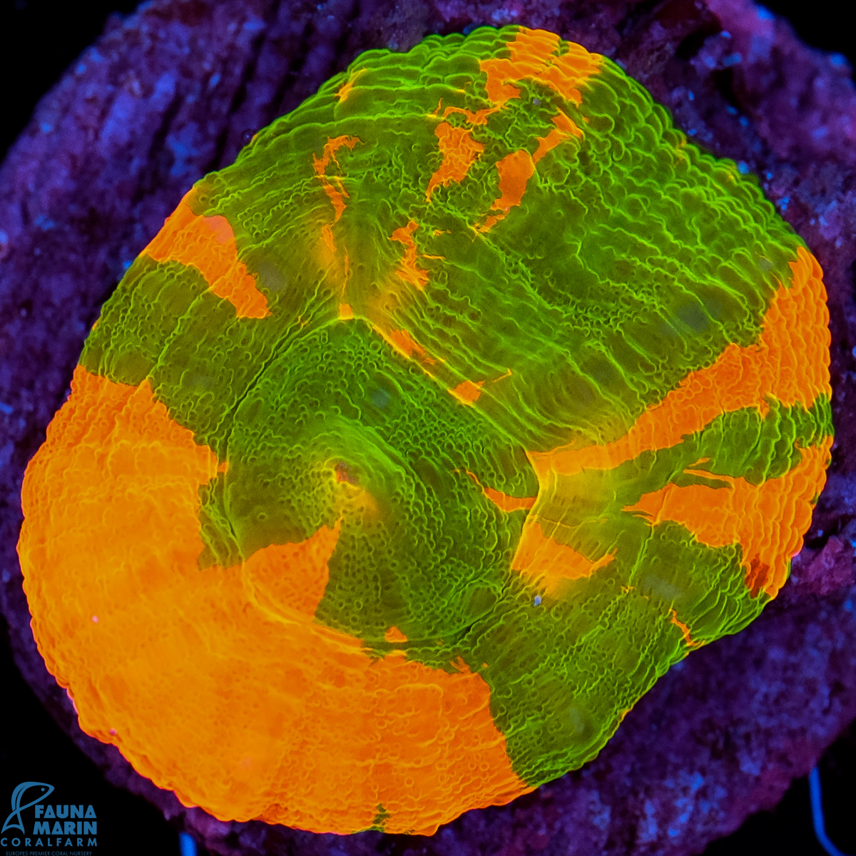 FMC Scolymia australis