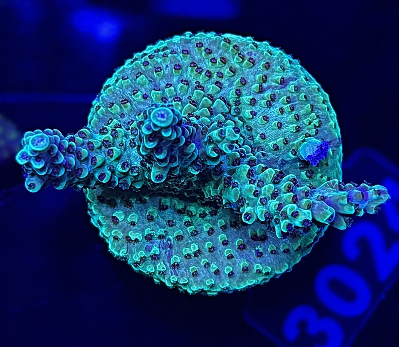 FMC Acropora nasuta SCIREEF