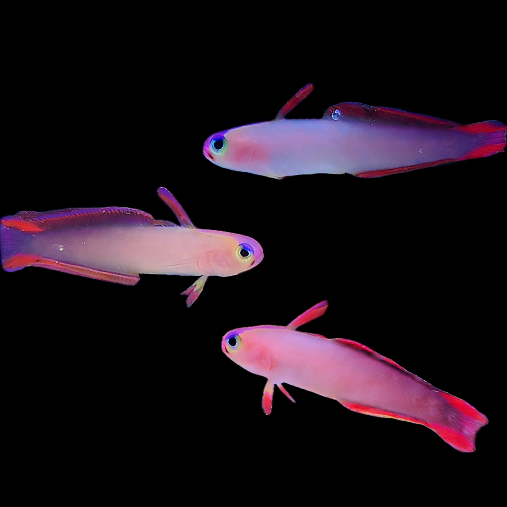 Nemateleotris decora - Dekor Schwertgrundel 4 - 6 cm