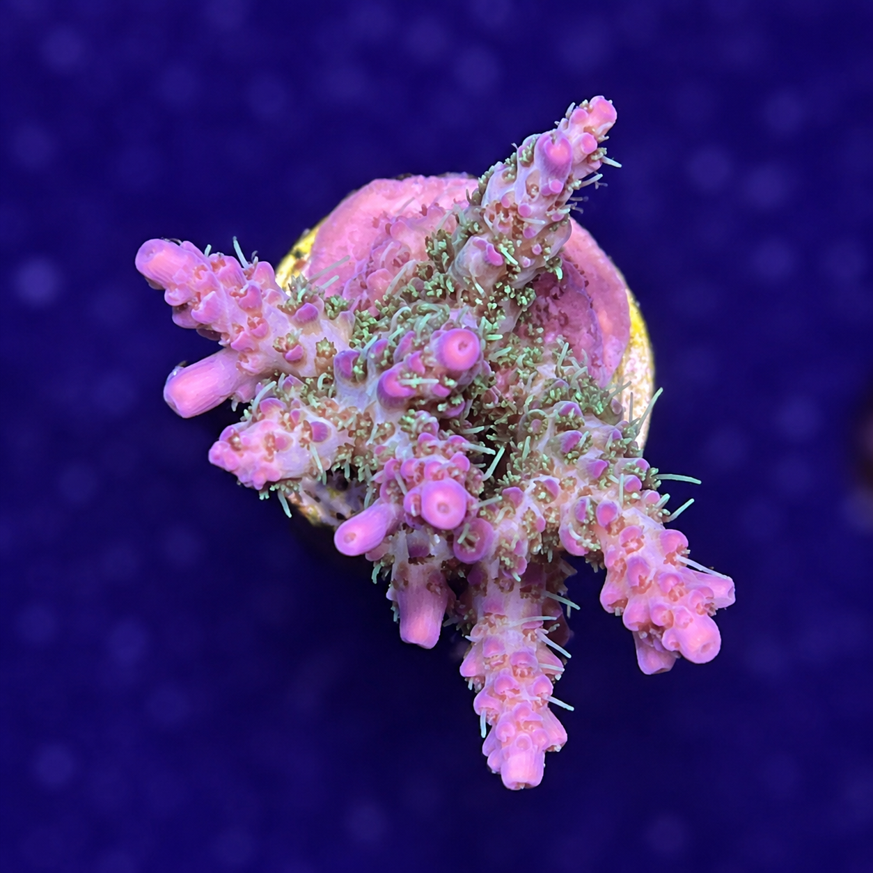 FMC Acropora Pinky the bear