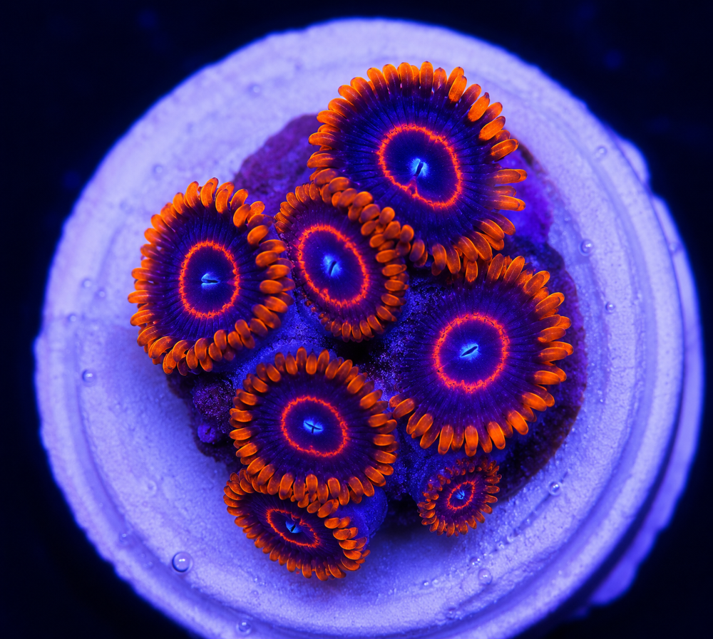 FMC Zoanthus Red Hornet 3-4 Polypen V