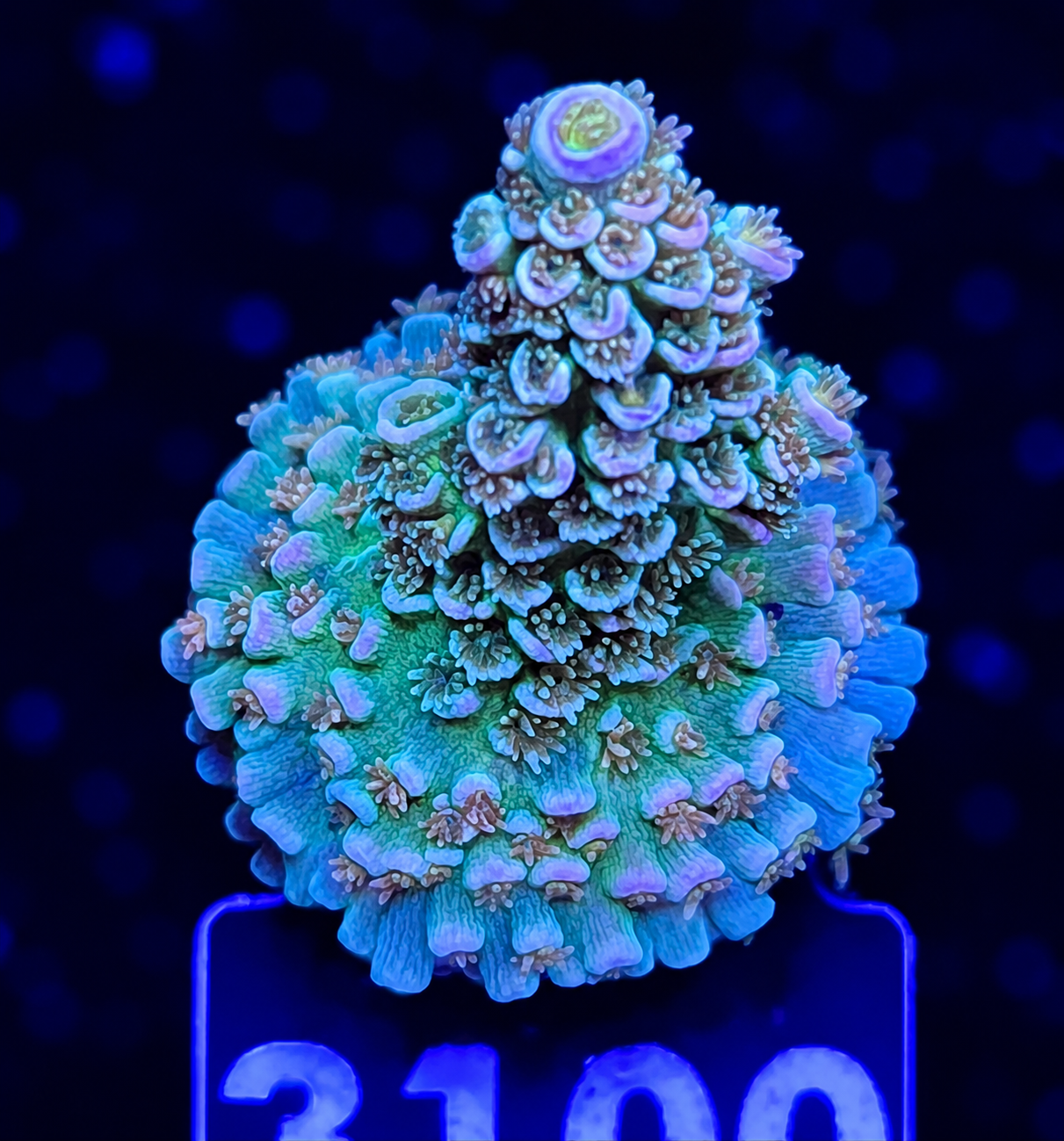 FMC Acropora tenuis Light rainbow