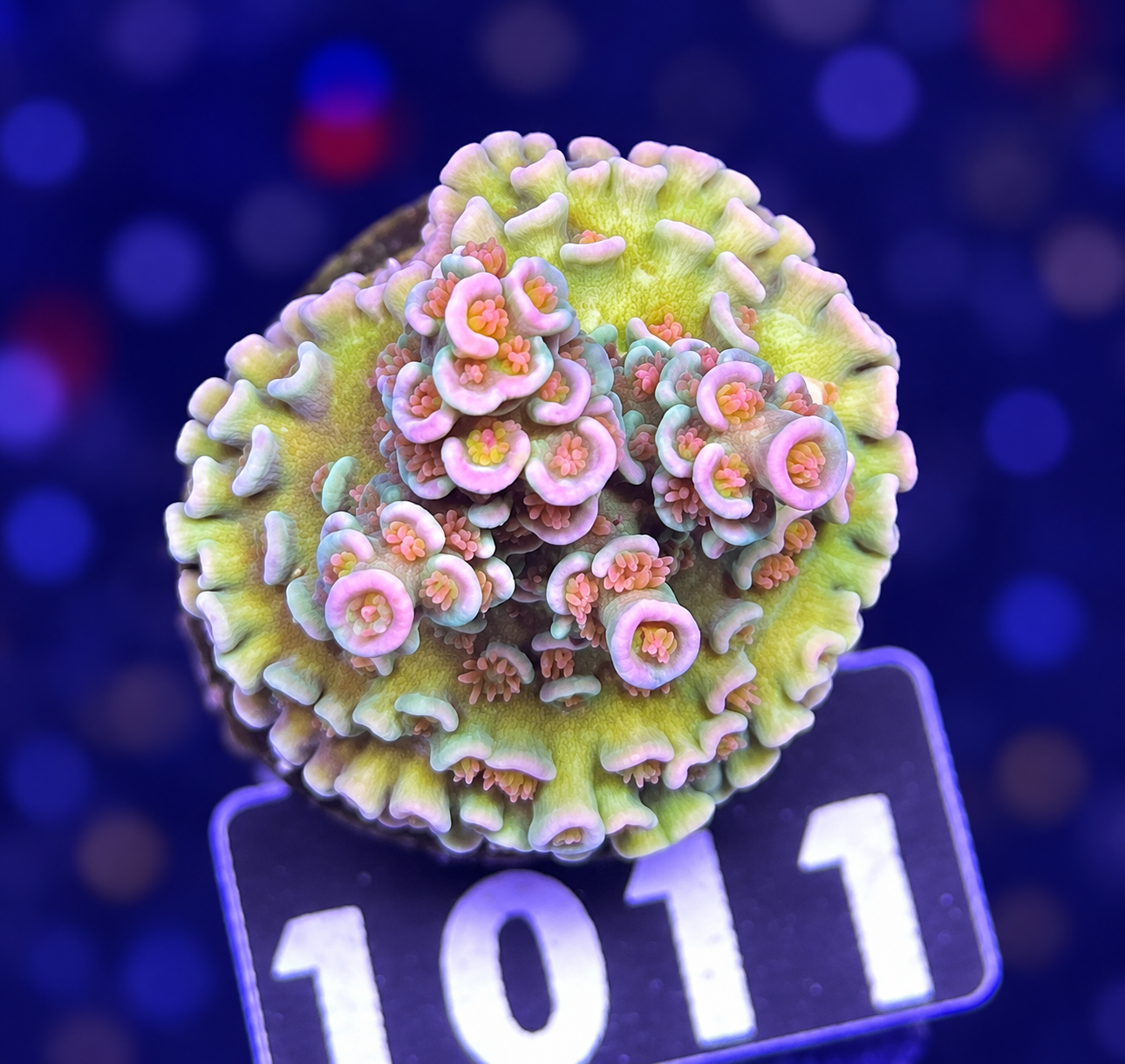 FMC Acropora tenuis Light rainbow