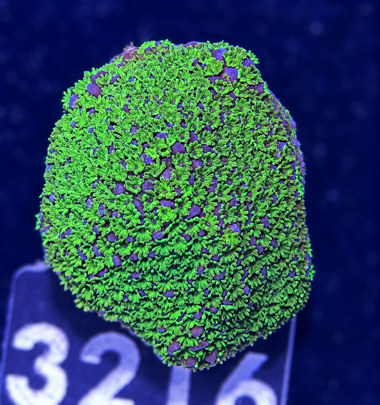 FMC Montipora rainbow