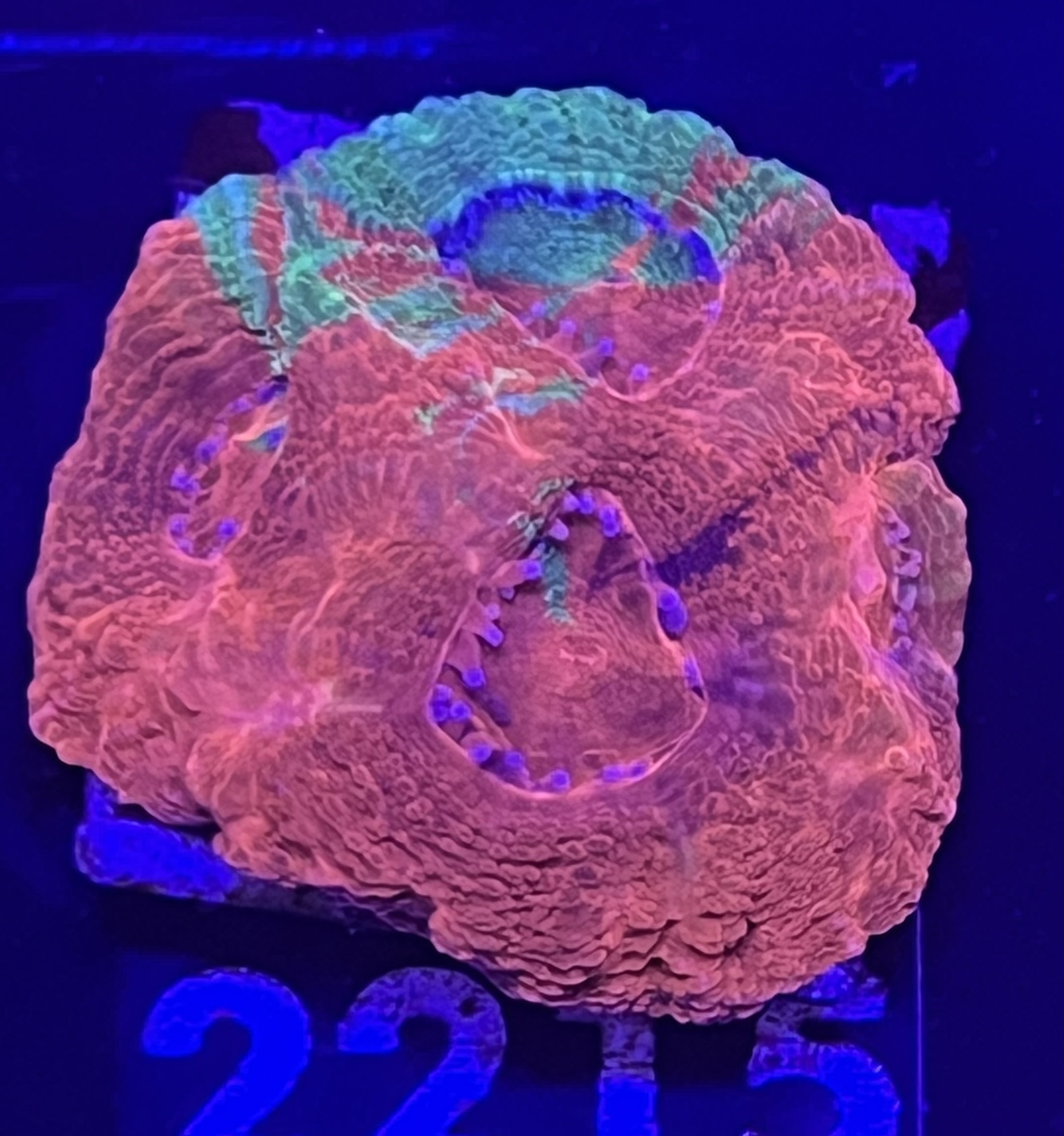 FMC Homophyllia bowerbanki