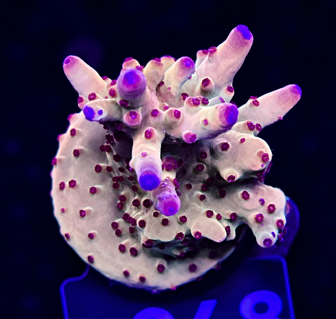 FMC Acropora lokani Jawdropper