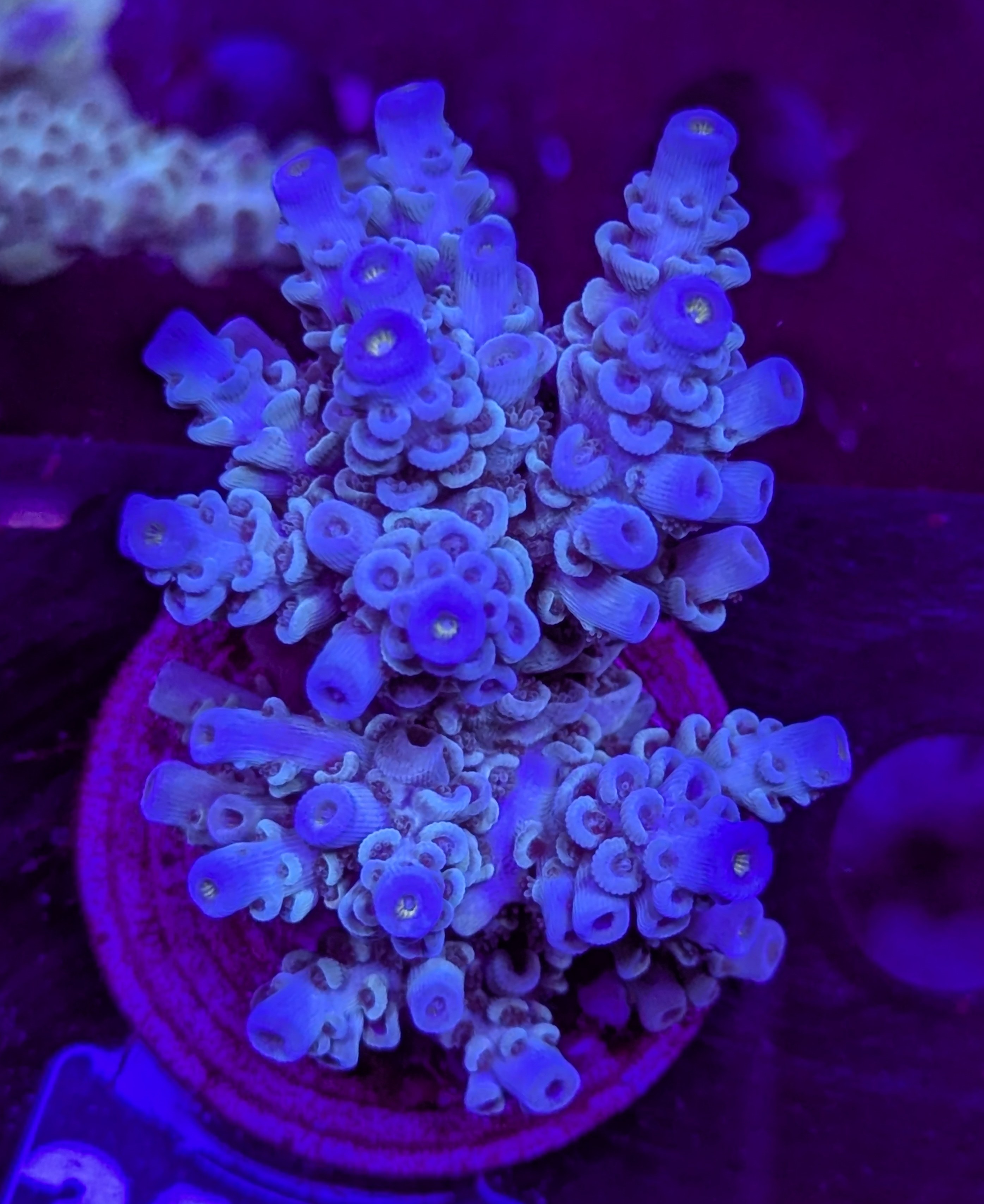 FMC Acropora tenuis deep blue