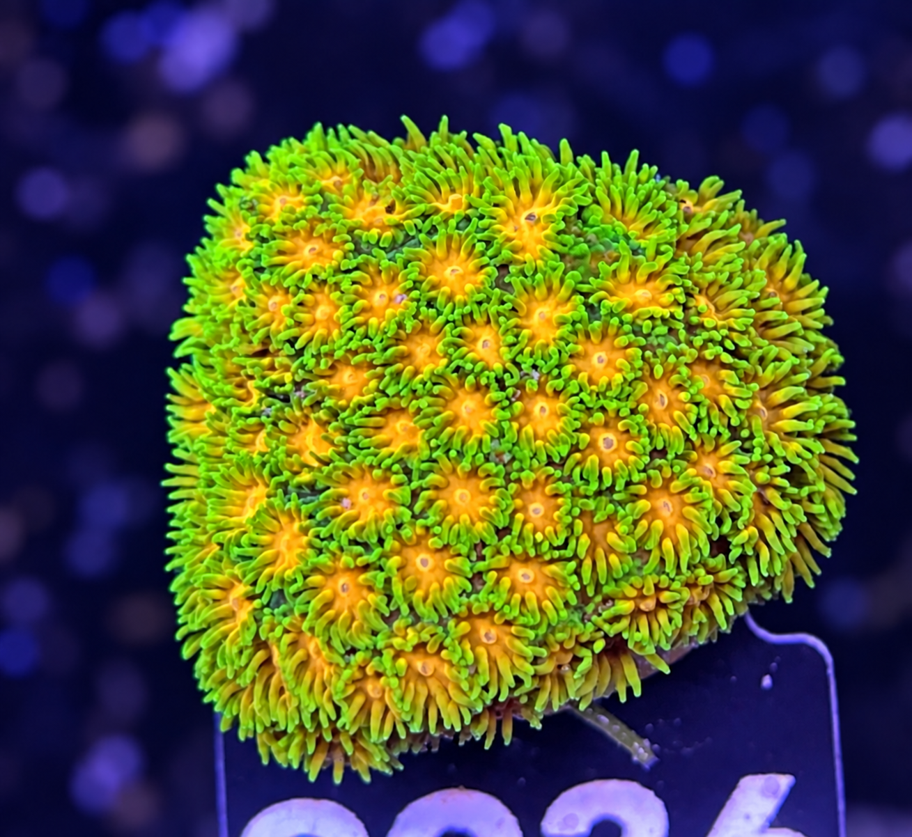 FMC Leptastrea Polkaroo