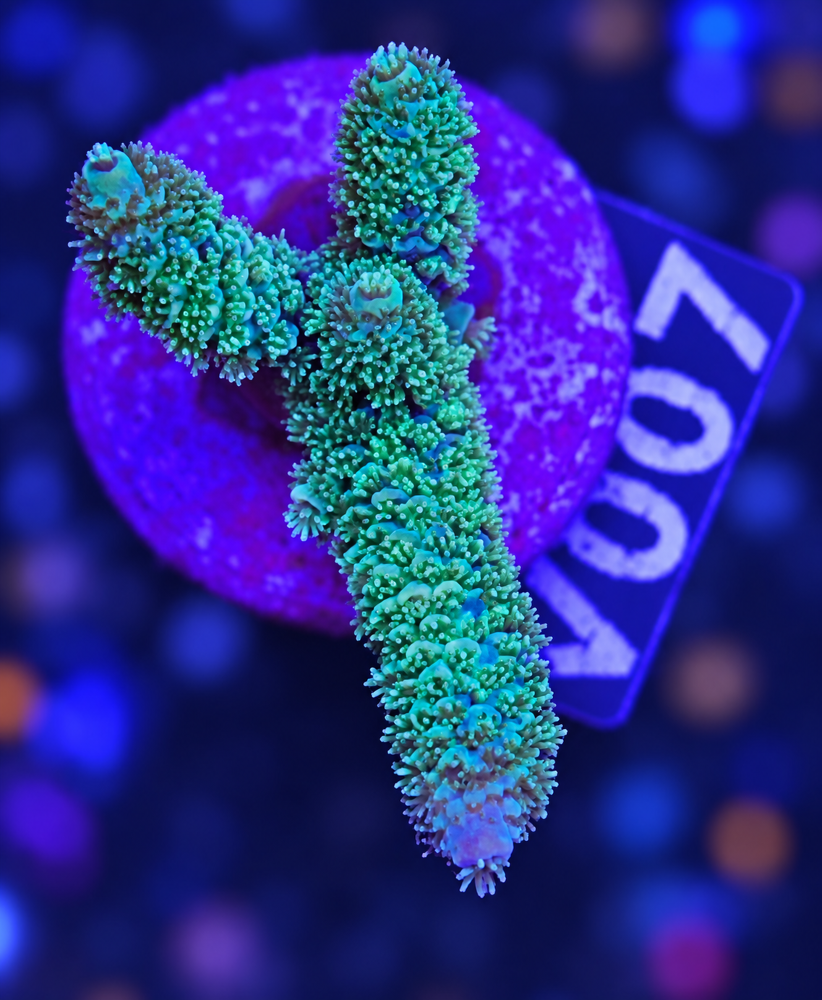 SciReef Acropora millepora TWIN 2024 Grade 2 "Golden Apricot" V