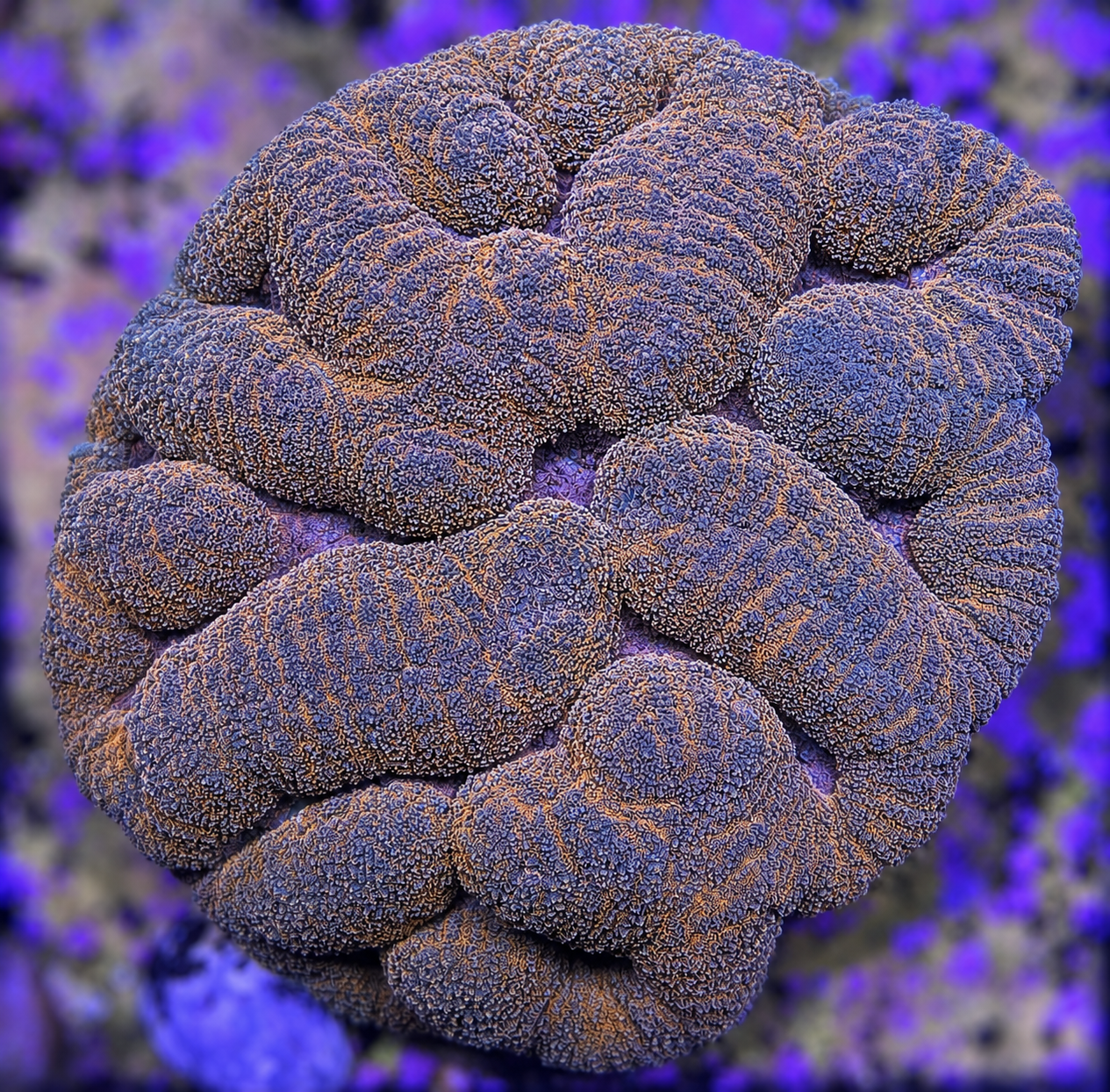 FMC Symphyllia agarica