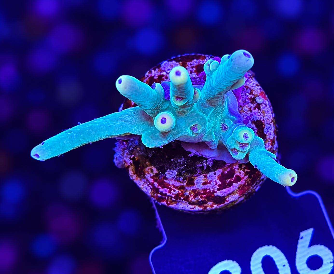 FMC Acropora caroliniana