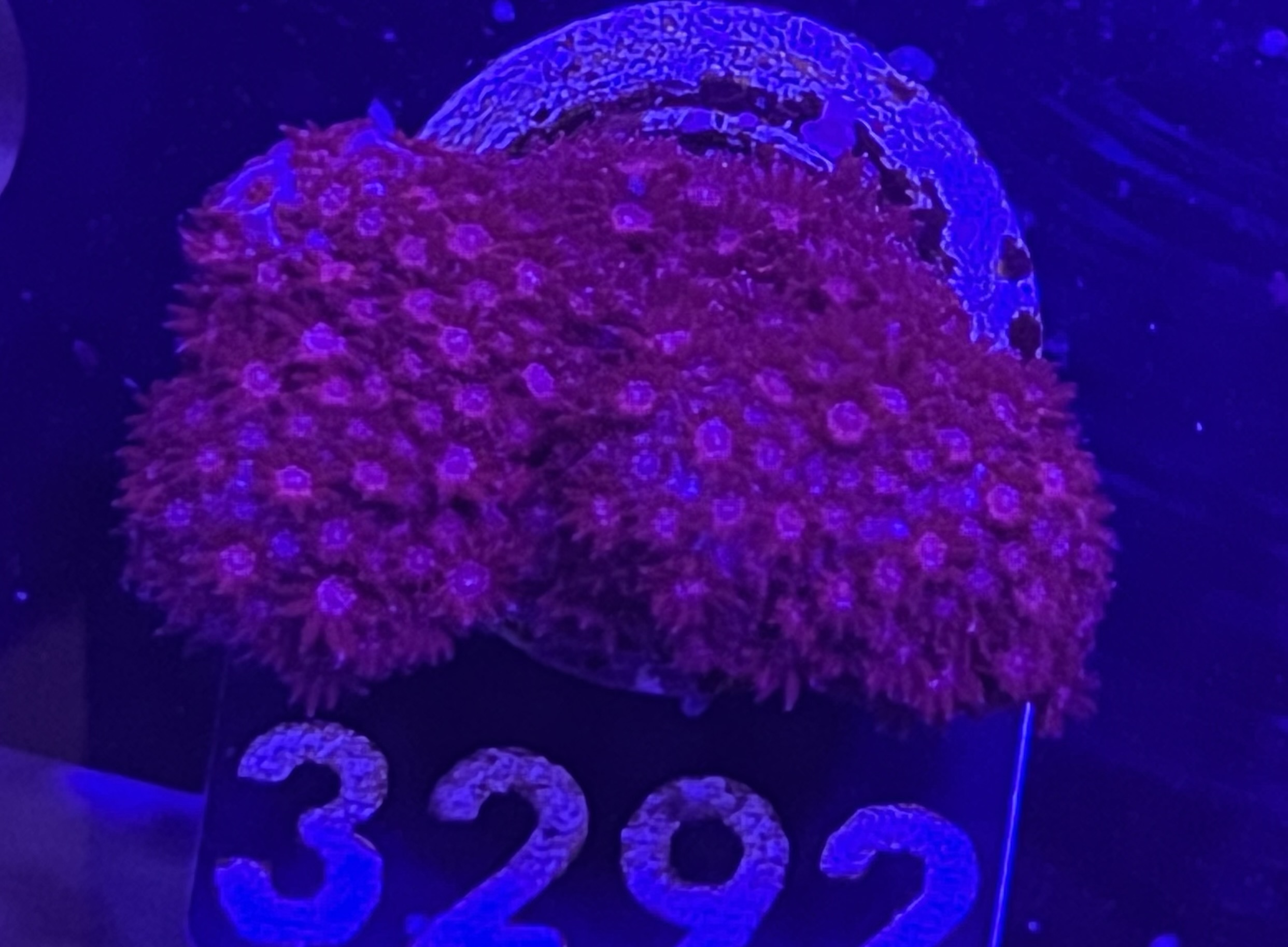 FMC Madracis formosa dark red V