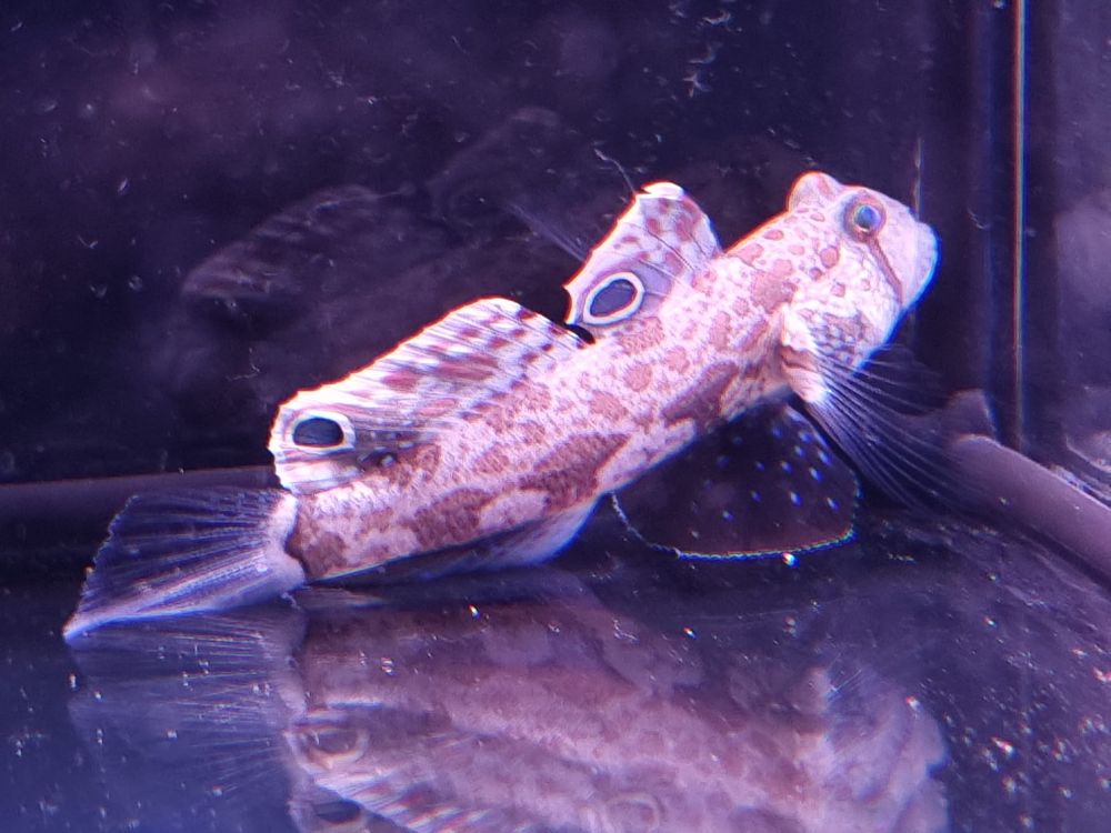 Signigobius biocellatus - Krabbenaugengrundel 3 - 4 cm