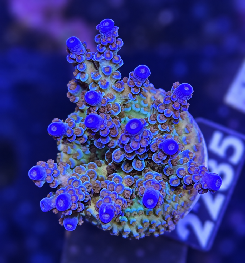 SciReef Acropora kenti Grade 2 Twin